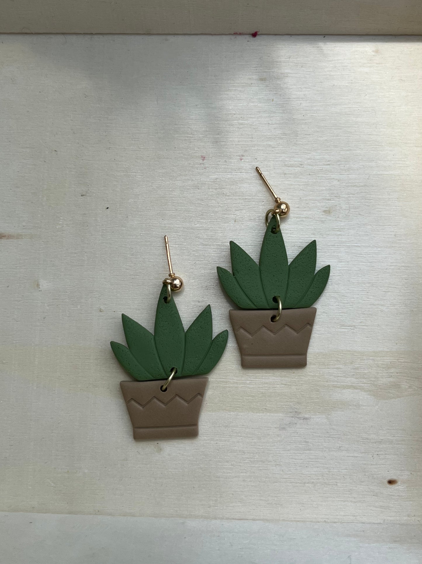 Succulent Plant