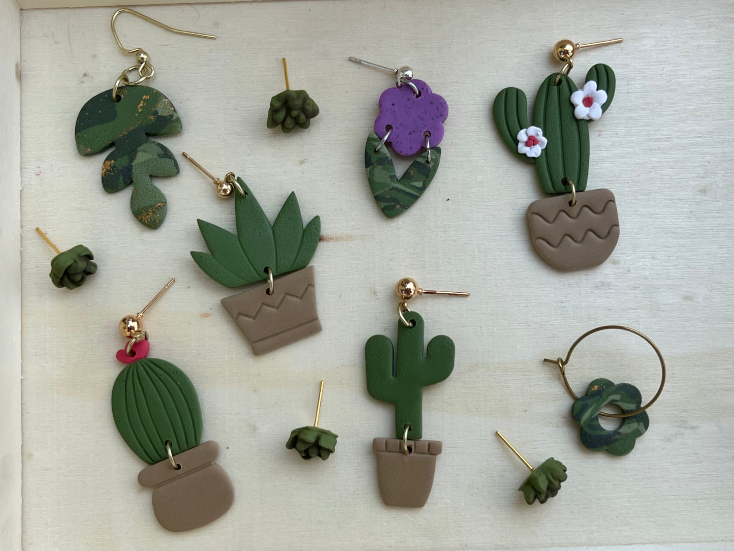 Succulent Plant